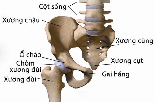 Đau xương cụt: Tìm hiểu nguyên nhân, điều trị và phòng ngừa hiệu quả 1 Xương cụt là gì?
